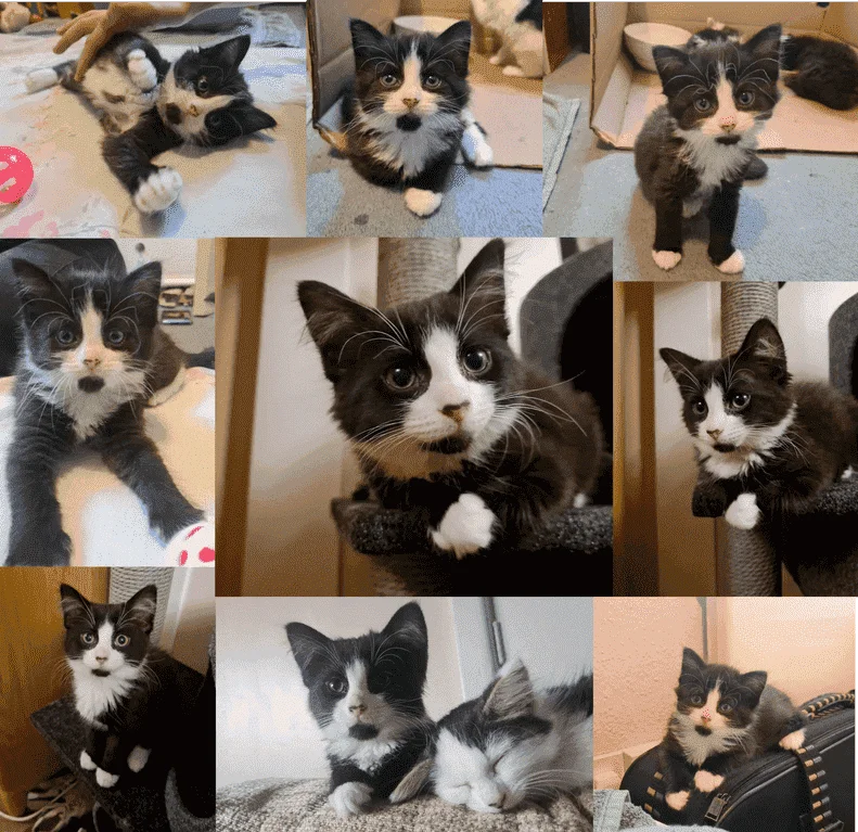 cats.png