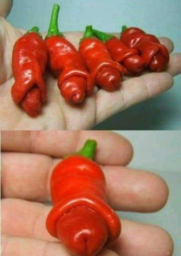 260804609_1485770465157408_877575208351659351_n.webp