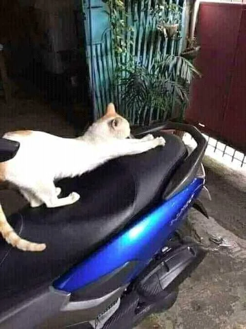 FB_IMG_16387882758931418.webp