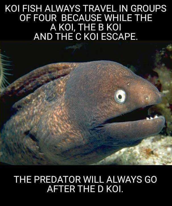 koi.webp