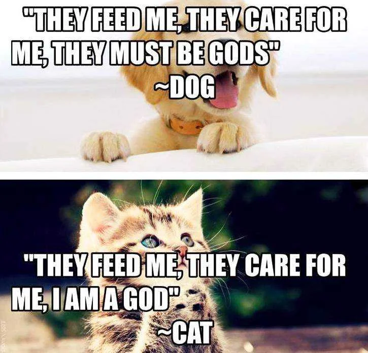 they-feed-me-they-care-for-me-they-must-be-gods-dog-i-am-a-god-cat.webp