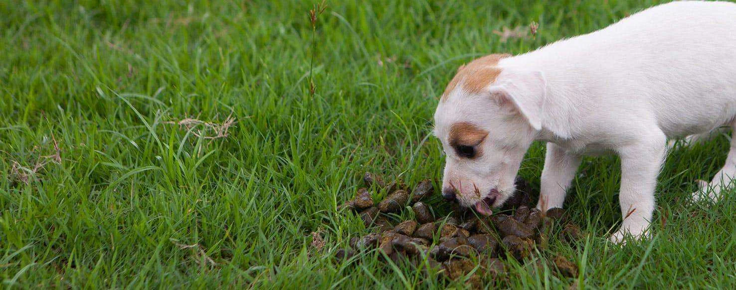 can-dogs-get-sick-from-eating-their-poop.jpg