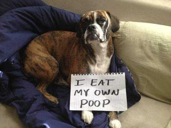eat-my-own-poop.jpg