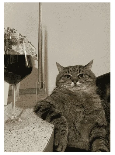 cat no response.webp