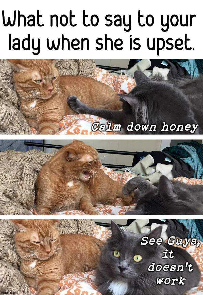 catto relationship.webp