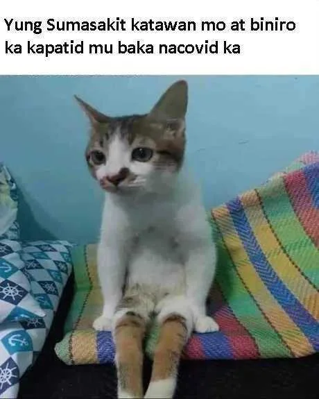 meme.webp