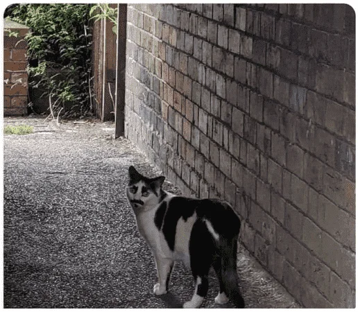 meow 3.webp