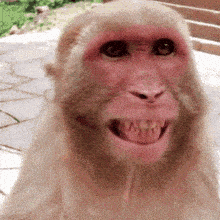 bigsmile-monkey.gif