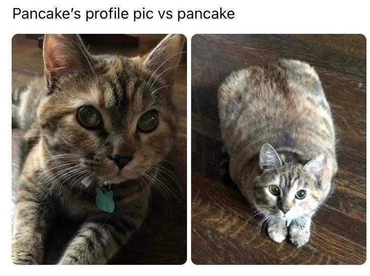 cat.webp