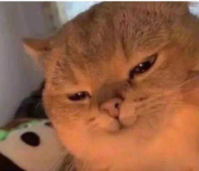 cat evil face.webp