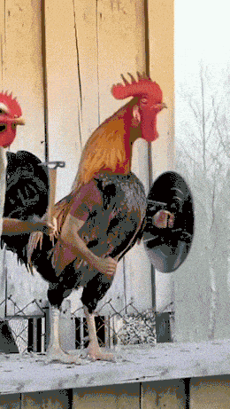 avngers chickens.gif