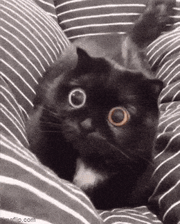 eye cat.gif