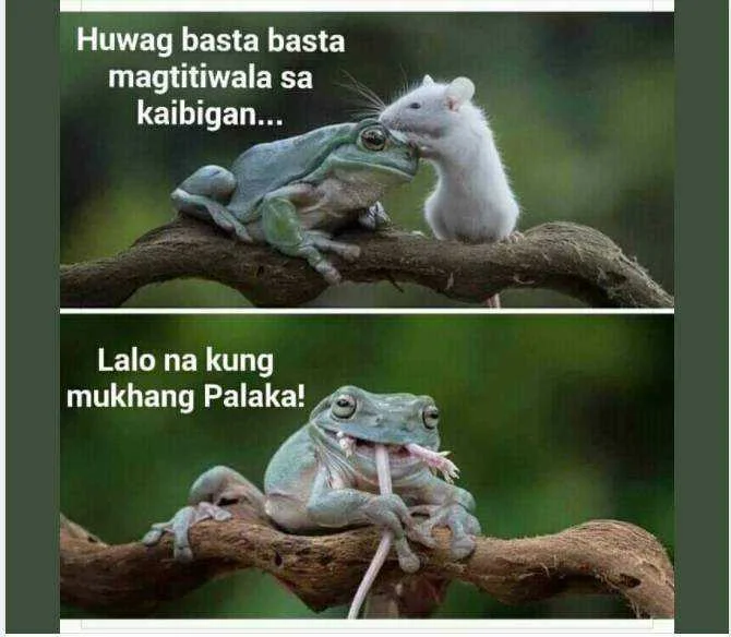froggy frog.webp