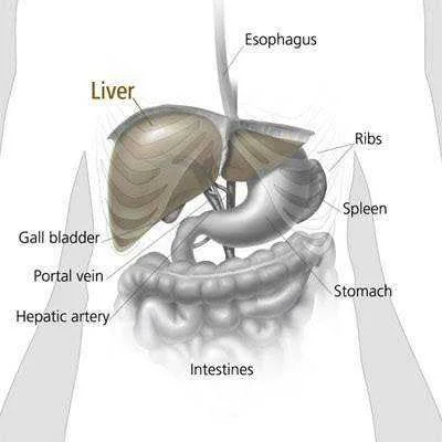 liver.webp