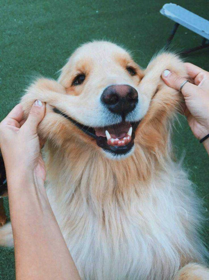 Dog Pictures_ Cute & Funny Pictures of Dogs.webp