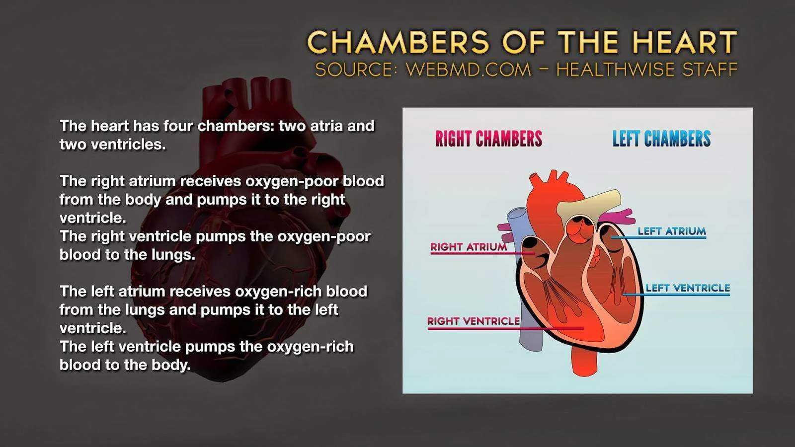 Chambers-of-the-Heart.webp