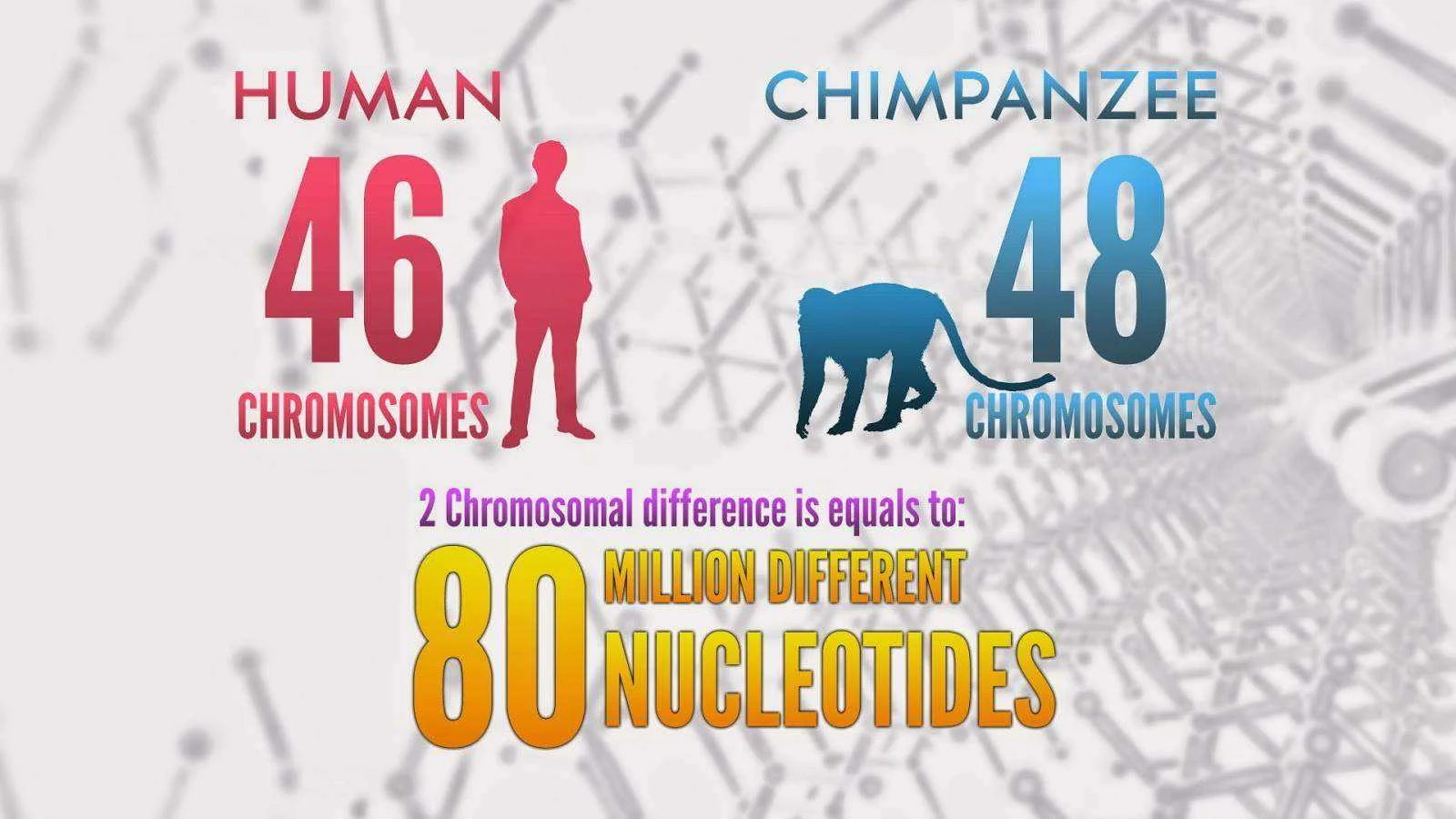 Nucleotides_Enhanced.webp