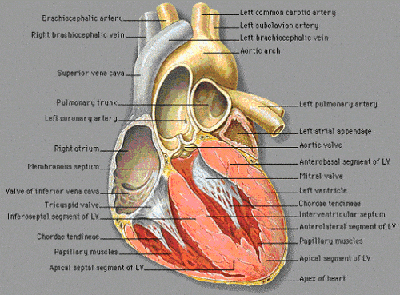 heart diagram.gif