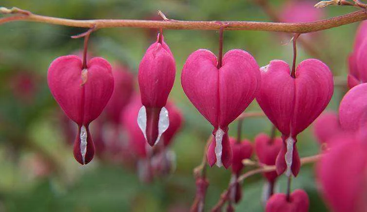 Bleeding Heart plant two-column.jpg.thumb.768.768.webp
