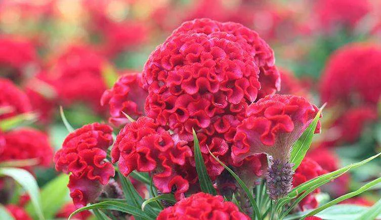 Cockscomb plant two-column.jpg.thumb.768.768.webp