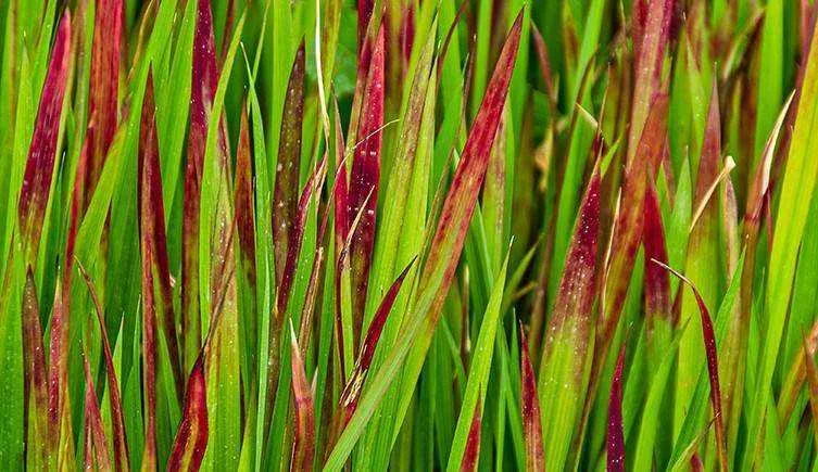 Japanese Bloodweed plant two-column.jpg.thumb.768.768.webp