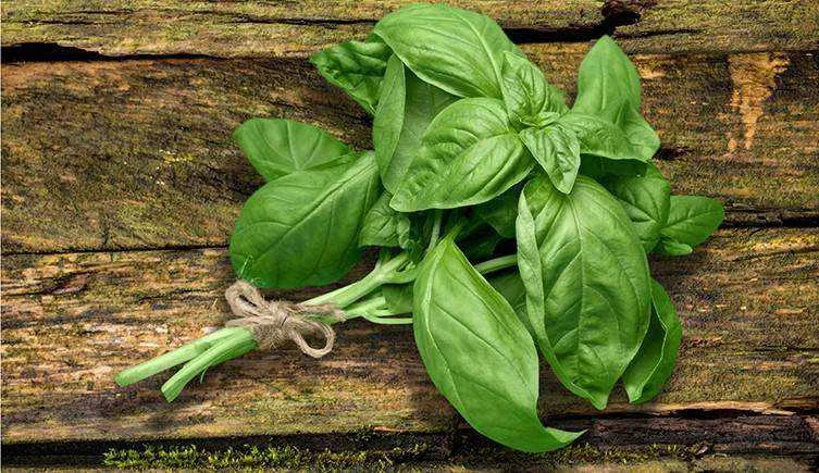 Basil plant two-column.jpg.thumb.768.768.webp