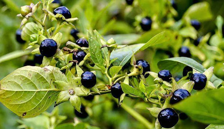 Belladonna two-column.jpg.thumb.768.768.webp