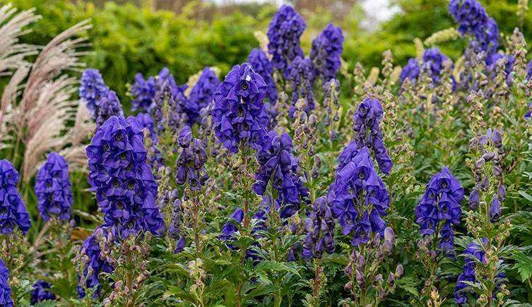 Wolfsbane two-column.jpg.thumb.768.768.webp