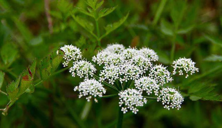 Hemlock two column.jpg.thumb.768.768.webp