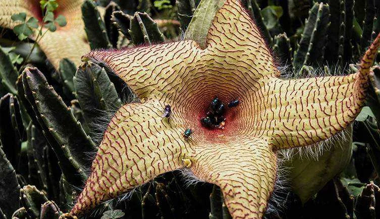 Carrion plant two-column.jpg.thumb.768.768.webp