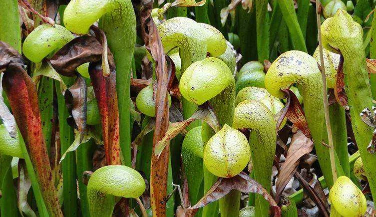 Cobra lily two-column.jpg.thumb.768.768.webp