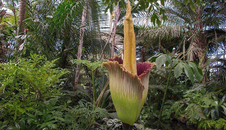 Corpse flower two-column.jpg.thumb.768.768.webp