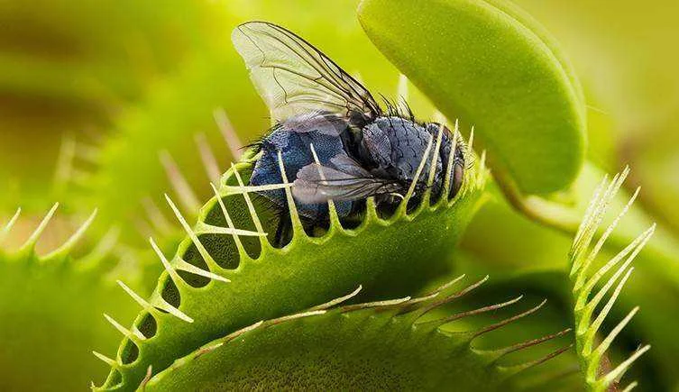 Venus flytrap two-column.jpg.thumb.768.768.webp
