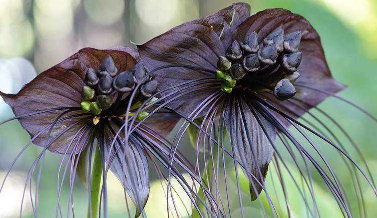 Bat flower two-column.jpg.thumb.768.768.webp