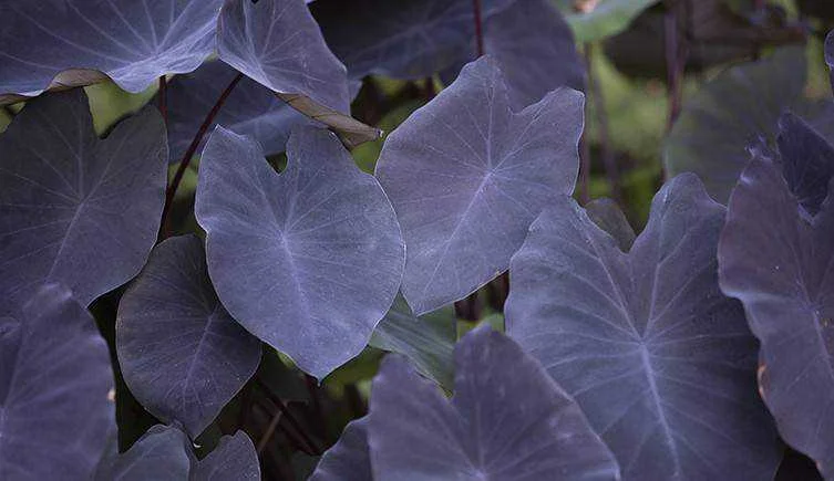 Black Magic Elephant Ears two-column.jpg.thumb.768.768.webp