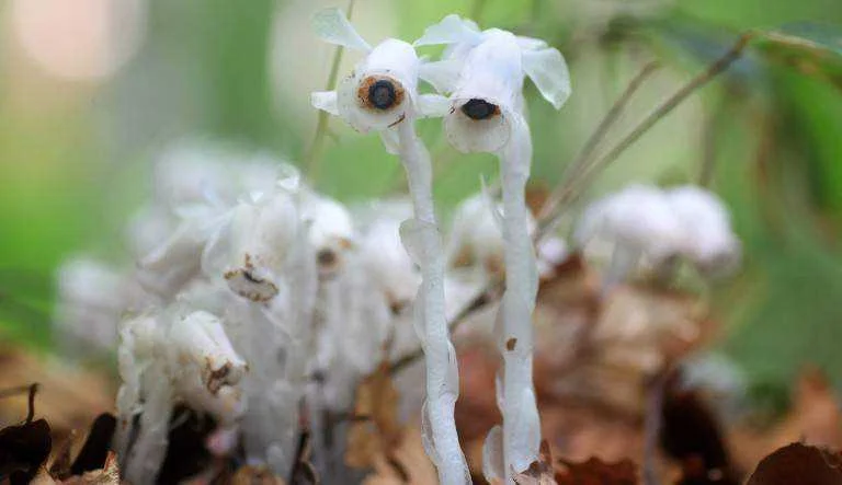 Ghost plant Monotropa uniflora two-column.jpg.thumb.768.768.webp