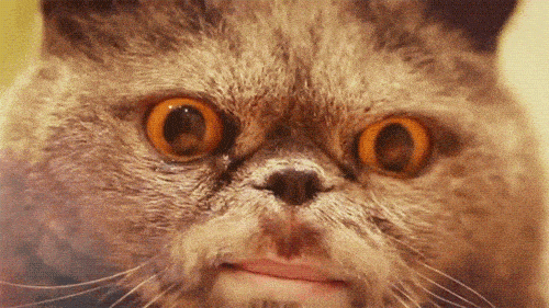 tumblr_nlp1s6Yoti1s9yr5uo1_500.gif