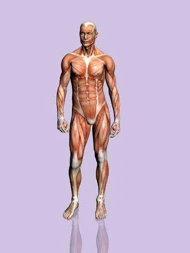 human_body.webp