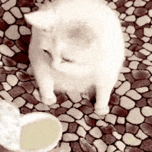 tenor-10.gif