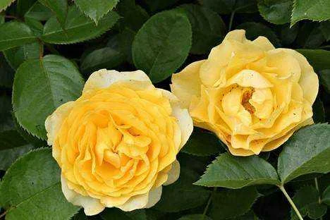 Julia-Child-Rose.jpg