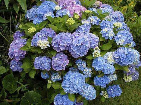 Hydrangea.jpg