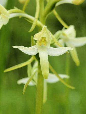 Hochstetters-Butterfly-Orchid.jpg