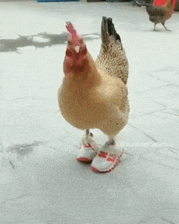 kokos-u-patikama.gif