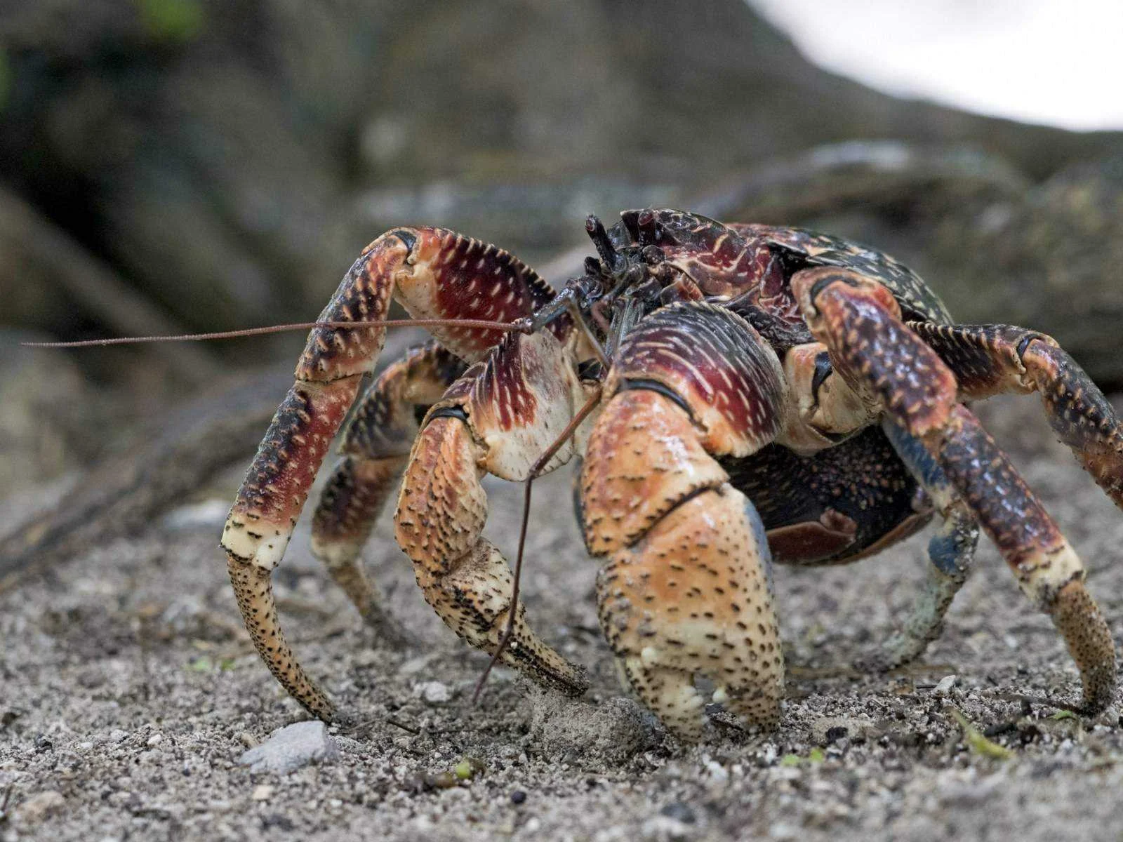 robber-crab.webp