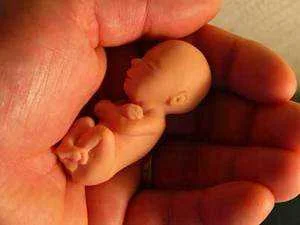 life_12weeks.webp