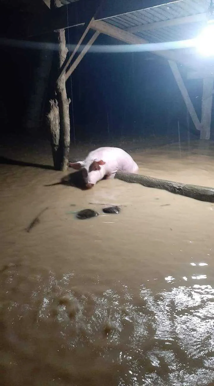 FB_IMG_1649755273850.webp