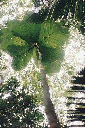 tree-human-sized-leaves-amazon-21057528266461360208.webp
