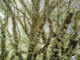 Jabuticaba 10.jpg