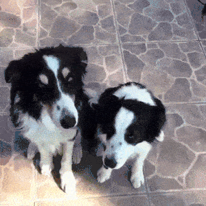 giphy-downsized-large.gif