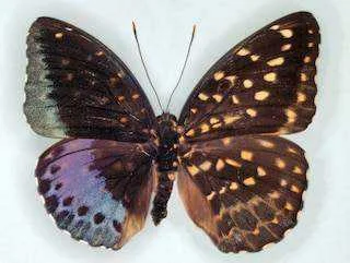 Lpardalisspecimenoriginal-1024x770.jpg